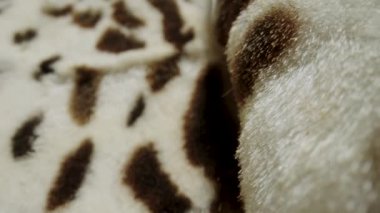 Benekli vahşi hayvan kürkünün dokusu. Tüylü beyaz kahverengi kürk, yumuşak sıcak kürk manto, yapay kürklü kumaştan giysiler. Tüylü tüylü kumaş. Moda endüstrisi tekstili. Çok yakın çekim.