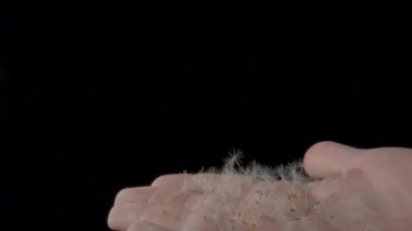 İzole edilmiş siyah arka planda beyaz tüylü karahindiba tohumu sallayan adam. Karahindiba çiçeği tohumları uçuyor ve havada süzülüyor. Yaklaş. Video sunumu için doğa ve flora arkaplanı