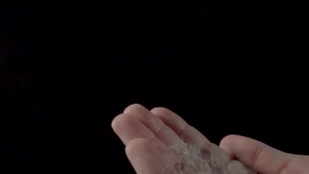 Человек Выдувает Белые Пушистые Одуванчики Изолированном Черном Фоне Семена Одуванчика — стоковое видео