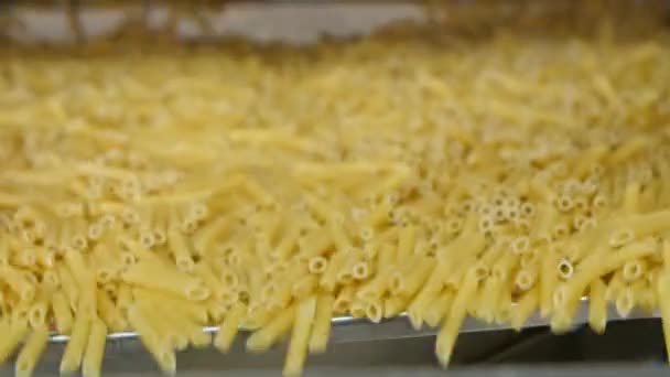 Macaroni Factory Production Cycle Making Pasta Pasta Pouring Rolling Fast — Stock Video