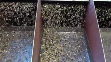 Beyaz, soyulmuş ayçiçeği çekirdekleri, yağ basmak için bir taşıyıcının üzerine dökülür. Ayçiçeği çekirdekleri ve kabukları taşıyıcıdan aşağı dökülüyor. Petrol üretimi için tohum tedariği. Sanayi