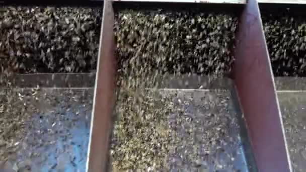 Stream White Peeled Sunflower Kernels Spilled Conveyor Pressing Oil Sunflower — Stock Video