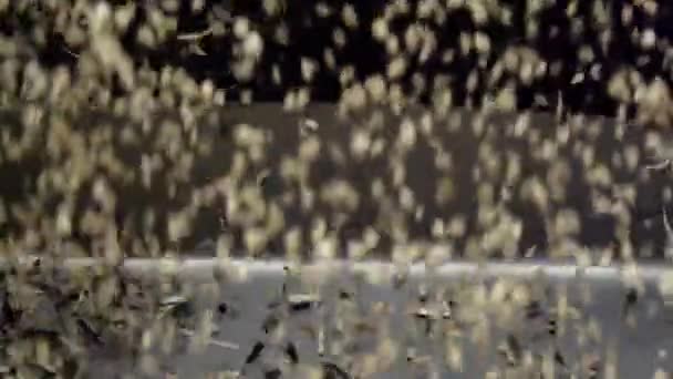 Corriente Granos Girasol Blancos Pelados Derrama Sobre Transportador Para Presionar — Vídeos de Stock
