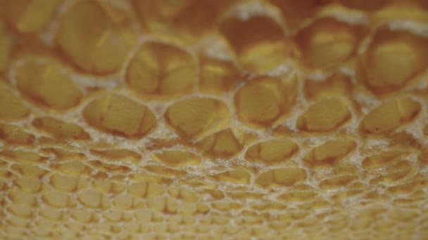 Frame Honeycombs Dripping Thick Honey Cells Thick Drops Syrup Molasses — Vídeos de Stock