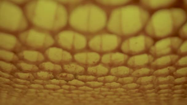 Frame Honeycombs Dripping Thick Honey Cells Thick Drops Syrup Molasses — Stock Video