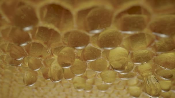 Frame Honeycombs Dripping Thick Honey Cells Thick Drops Syrup Molasses — стоковое видео