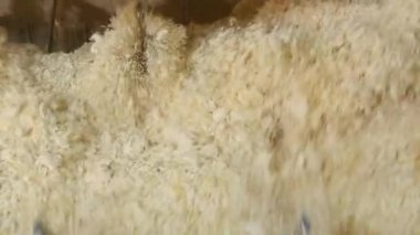 Makarna üretim hattında hamur yoğurma işlemi. Makarna üretimi için un ve malzemeleri karıştırmak için otomatik endüstriyel ekipman. Karıştırıcı çok yakın. Reklam, marka ve...