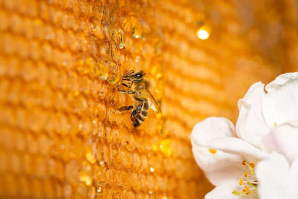 Μέλισσα Τρώει Μέλι Καθισμένη Πλαίσιο Κηρήθρας Κοντά Λευκό Ανθισμένο Λουλούδι — Φωτογραφία Αρχείου