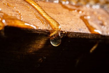Kalın altın bal damlaları ahşap bal peteklerinin üzerinden akıyor. Arı kovanından bal damlıyor ve damlıyor. Arıların ürettiği tatlı bir bal ürünü. Arıcılık, apikültür. Ekstra