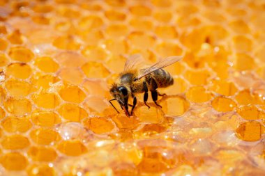 A bee eating sweet golden honey sitting on a frame with honeycombs. Wax cells of the honeycombs are filled with nectar. Striped insect in the apiary. The life of a bee family. Beekeeping, apiculture clipart