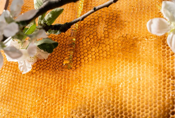 Wax Honeycombs Frame Flowing Golden Honey Empty Cells Branch Apple — Photo