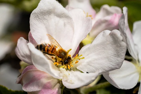 A bee pollinates an apple tree flower on a spring sunny day outdoors in the garden. Flowering branch of an apple tree with white flowers in an orchard. Honey bee collecting pollen close up