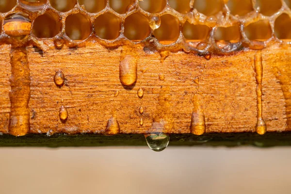 Drops Thick Golden Honey Flowing Wooden Frame Honeycombs Honey Pouring — Photo