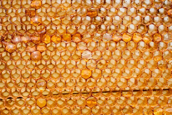 Drops Thick Golden Honey Flowing Frame Honeycombs Honey Pouring Dripping — Stok fotoğraf