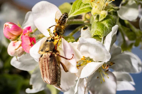 Maybug Και Μέλισσα Επικονίαση Των Λουλουδιών Μηλιά Στον Κήπο Μια — Φωτογραφία Αρχείου