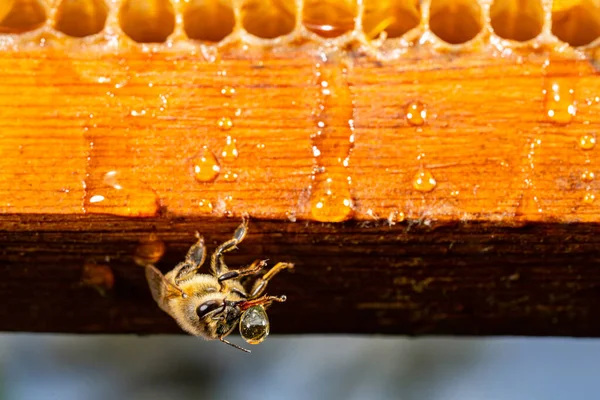 Bee Eating Honey Sitting Wooden Honeycomb Frame Apiary Outdoors Bee — Photo