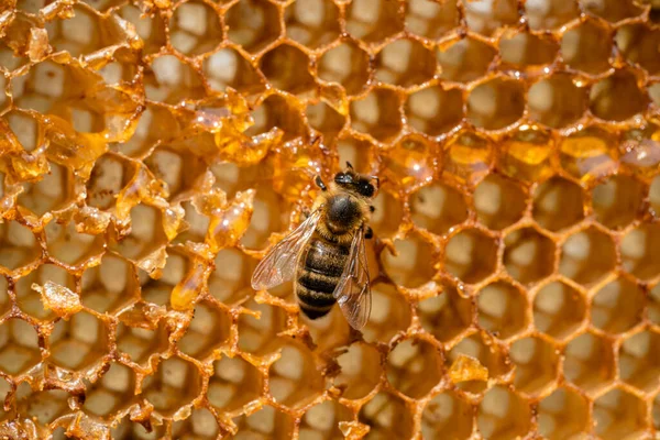 Honey bee on golden wax combs. Honeycomb frame cells with sweet nectar. Striped insect eating honey in the apiary. The life of a bee family. Beekeeping, apiculture, honey farming. Close up