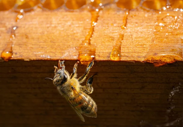 Μέλισσα Τρώει Μέλι Καθισμένη Ξύλινο Σκελετό Κηρήθρας Εξωτερικό Μελισσοκομείο Μέλισσα — Φωτογραφία Αρχείου