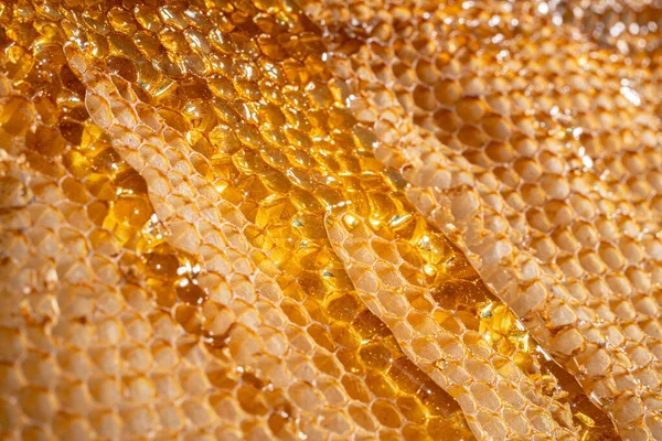 Drops Thick Golden Honey Flowing Frame Honeycombs Honey Pouring Dripping — Photo