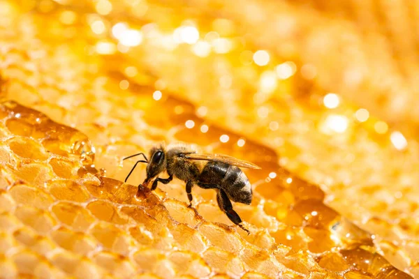 Μια Μέλισσα Τρώει Γλυκό Χρυσό Μέλι Κάθεται Ένα Πλαίσιο Κηρήθρες — Φωτογραφία Αρχείου