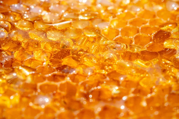 Drops Thick Golden Honey Flowing Frame Honeycombs Honey Pouring Dripping – stockfoto