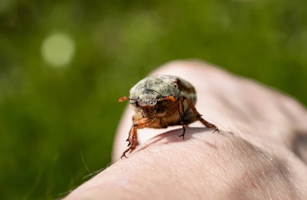 Maybug Crawling Mans Hand Blurred Background Green Grass Cockchafer Arthropod — Stock Photo, Image