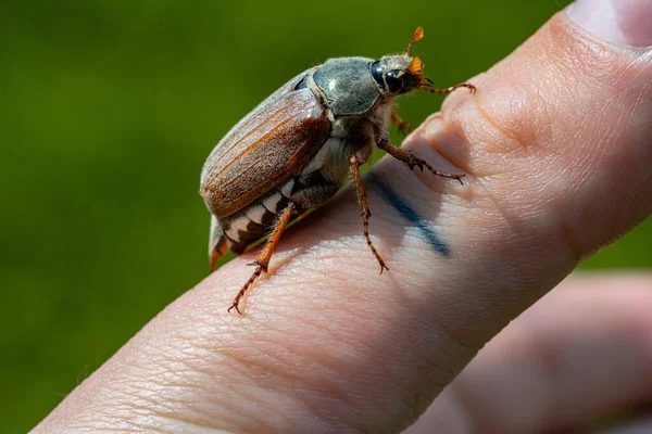 Maybug Plazí Mužské Ruce Rozmazaném Pozadí Zelené Trávy Cockchafer Škůdce — Stock fotografie