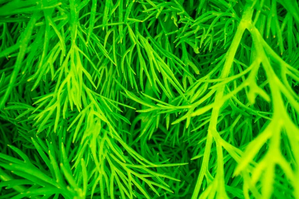 Green Fresh Sprigs Garden Dill Seasonal Spice Healthy Salads Greens — Stock Photo, Image