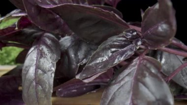 Twigs of purple basil, red tomatoes and green lettuce in water droplets on black background. Vegetables and greens are wet from moisture on wooden board. Ingredients for vegetable and seasoning salad