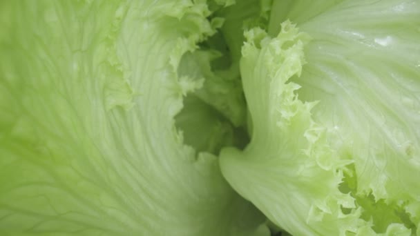 Camera Movement Head Iceberg Salad Juicy Green Leaves Leafy Lettuce — Stock video