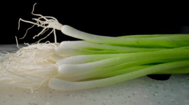 Wet green onion stalks with white heads and roots on gray plastic board. Fresh green scallion with water drops on black isolated background. Shallot or chive stalks, seasonal greenery, seasoning for