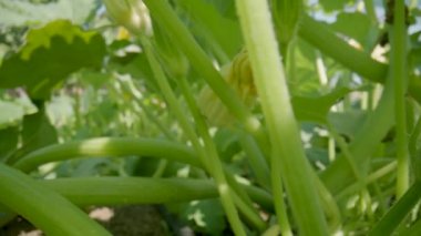 Flowering zucchini bush growing on earthen garden beds on a summer sunny day. Green leaves and yellow flowers of a plant growing in garden. Gardening, agriculture. Growing healthy vegetables in garden