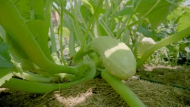 Green zucchini bushes with young fruits, stems and leaves on summer sunny day. Wet young courgette with water drops. Growing zucchini. Farming outdoors. Harvest of vegetables. Background of nature and