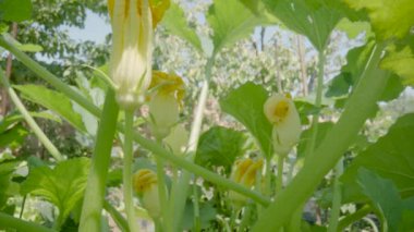 Bottom view of flowering zucchini bush on summer sunny day. Lots of yellow flowers, green leaves and stems. Cultivation of zucchini fruits in the garden beds in outdoors. Nature background