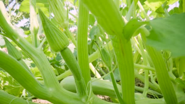 Green Zucchini Bushes Young Fruits Flower Entwined Curly Tendril Growing — Stockvideo