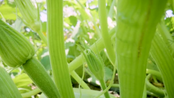 Green Zucchini Bushes Young Fruits Stems Leaves Macro Shot Closed — Vídeo de stock