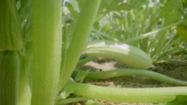 Green Zucchini Bushes Young Fruits Flower Stems Leaves Summer Sunny — Vídeo de Stock