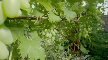 A bush with a bunch of green wet grapes in water drops on a summer sunny day outdoors. Ripening vine with grapes and leaves close-up. Growing grapes, gardening. Vineyard