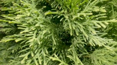 Fluffy branches of an evergreen coniferous shrub in the rays of sunlight. Green needles of juniper, twigs of a coniferous plant in the garden on summer day. Macro of carved needles inside an evergreen