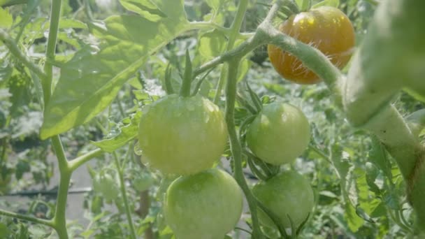 Bush Tomatoes Bunch Green Unripe Red Ripening Fruits Summer Sunny — Vídeo de Stock