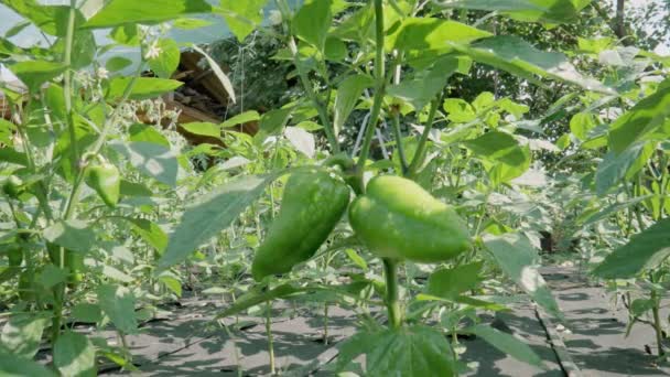 Garden Beds Bushes Green Unripe Sweet Pepper Sunny Summer Day — Stockvideo