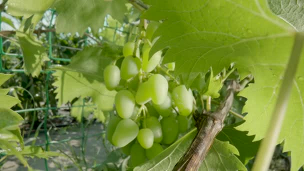 Bush Bunch Green Wet Grapes Water Drops Summer Sunny Day — 图库视频影像