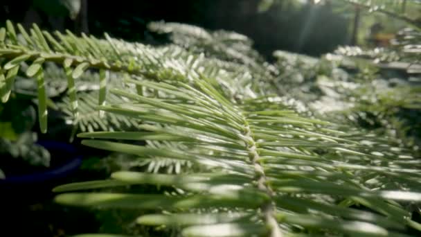 Macro Needles Branch Evergreen Spruce Tree Fir Outdoors Rays Light — Stok video