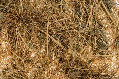 Dry harvest of hay from forbs. Cut and dried grass. Brown dry straw made from wheat, barley or rye. Harvest in autumn. Feed for farm animals. Beveled dry stems and twigs close up. Rustic background