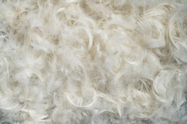 Natural background of white fluffy bird feathers. Light chicken or duck feathers, swan fluff. Pattern of soft fluffy light feathers with texture pile close up. Background for postcard, wallpapers or