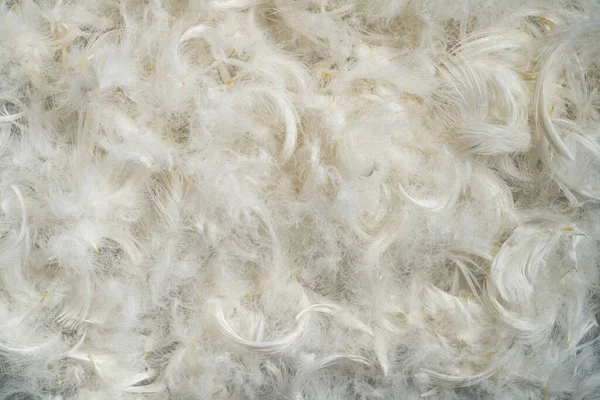 Natural Background White Fluffy Bird Feathers Light Chicken Duck Feathers — Foto de Stock