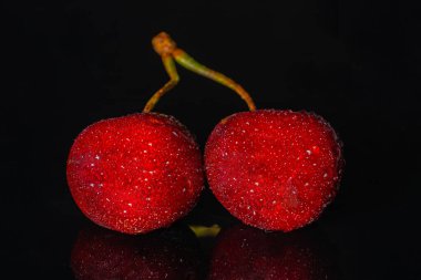 Two ripe red sweet cherries covered with water drops on black background with reflection. Wet burgundy berries with drops of moisture or dew reflected from black surface. Cherries with green spliced