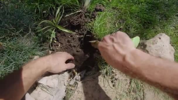 雄手用铲子挖洞 并在地下种植绿色植物灌木 园艺师正在园林绿化草坪上种植观赏植物 夏天阳光明媚的时候 人在花园里干活 — 图库视频影像