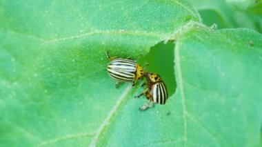 Colorado böcekleri yeşil yaprakları yer ve patates veya patlıcan hasadını yok eder. Açık havada güneşli bir günde makro çekimde çizgili siyah ve sarı haşereler. Yaprak böcekleri tarım ürünlerinin yapraklarına zarar veriyor.