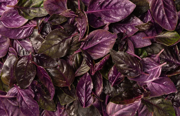 Wet fresh purple green basil leaves in drops of moisture. Fragrant greens with water drops close up. Seasonal seasoning for cooking. Twigs herbs, sprigs of fragrant spice. Fresh products in kitchen or